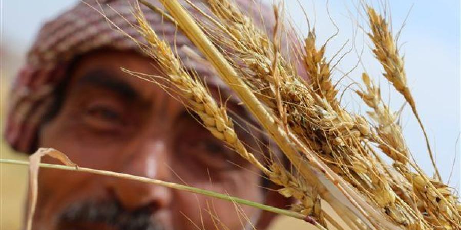 محافظ الإسماعيلية: توريد أكثر من 23 ألف طن قمح محلي حتى الآن ضمن موسم 2025
