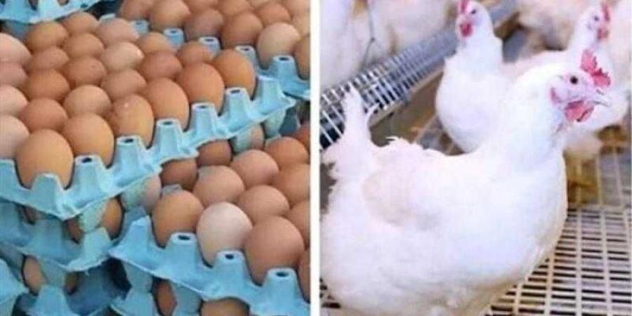 أسعار الدواجن والبيض في الأسواق اليوم الخميس