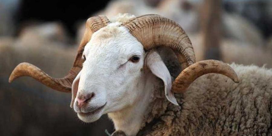 شروط أضحية عيد الأضحى 2025 ... تعرفوا عليها