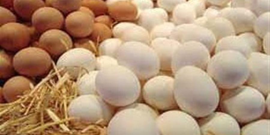 منتجى الدواجن: تراجع أسعار بيض المائدة في مصر رغم ارتفاعه عالميا
