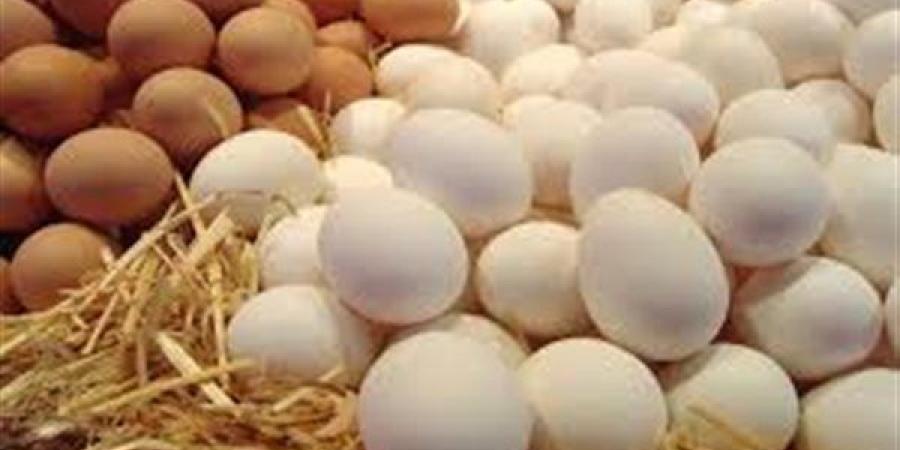 منتجي الدواجن: ننتج 900 ألف طبق بيض يوميا بعد حل أزمة الأعلاف