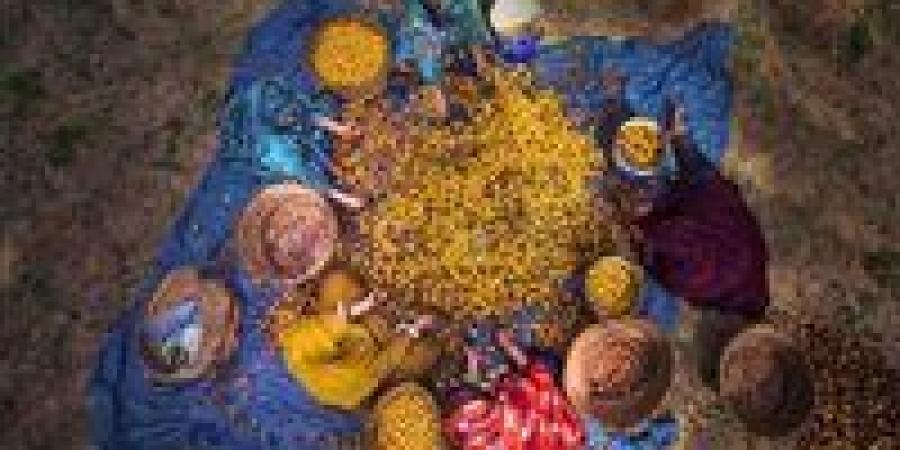 استمرار جهود تطوير صناعة التمور في مصر