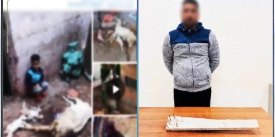 عصا مسامير للانتقام.. ضبط راعي أغنام اعتدى على كلاب ضالة في البحيرة والداخلية تكشف التفاصيل