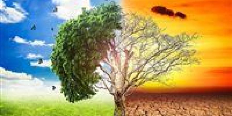 من السماء إلى الأرض... استراتيجية مبتكرة لمكافحة أزمة المناخ| تفاصيل