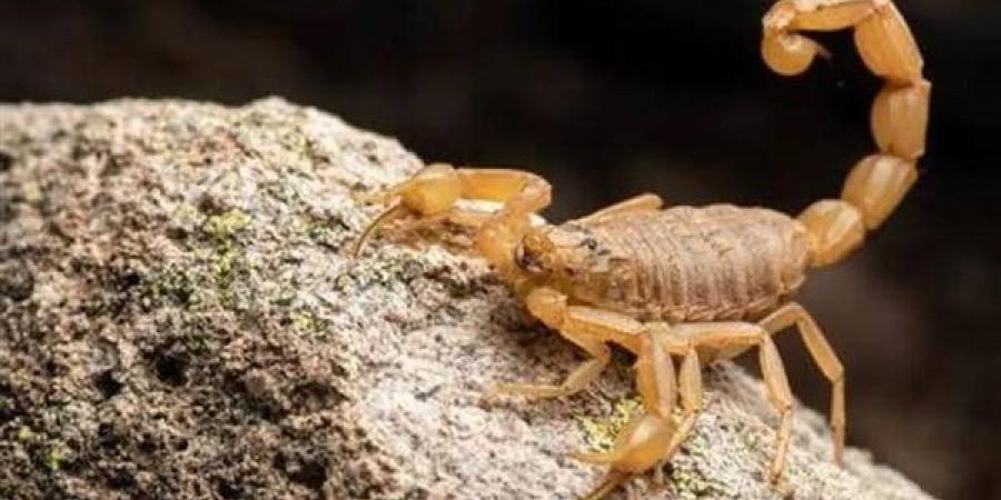 العقرب في المنام.. بشارة خير أم رمز للخطر؟