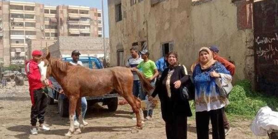 حملة موسعة لمكافحة الدواب الهائمة في المناطق الحيوية بحي المناخ ببورسعيد