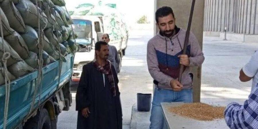 محافظ المنيا: استلام 282 ألف طن من القمح ضمن موسم التوريد 2025