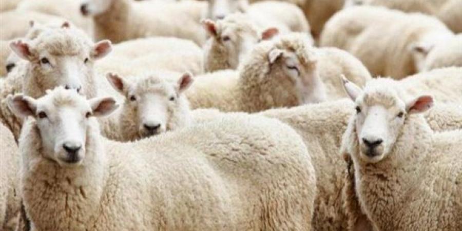 نصائح هامة عليك اتباعها.. كيف تختار أضحية العيد 2025؟