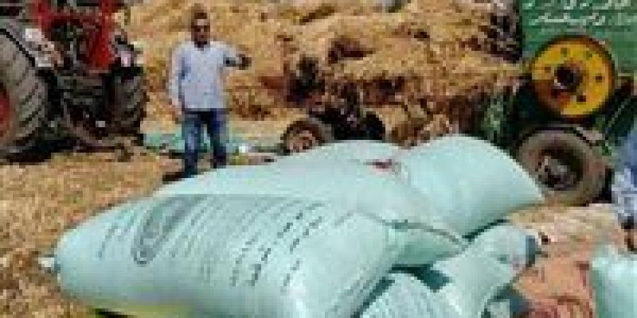 توريد ٤٤٤٥٢٠ طن و ٥٨٤ كيلو جرام من الأقماح المحلية لشون وصوامع محافظة الشرقية