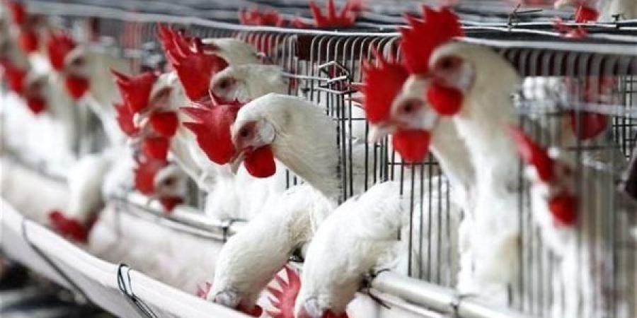 بورصة الدواجن.. ارتفاع طفيف في أسعار الفراخ واستقرار البيض والكتاكيت 13 مايو 2025