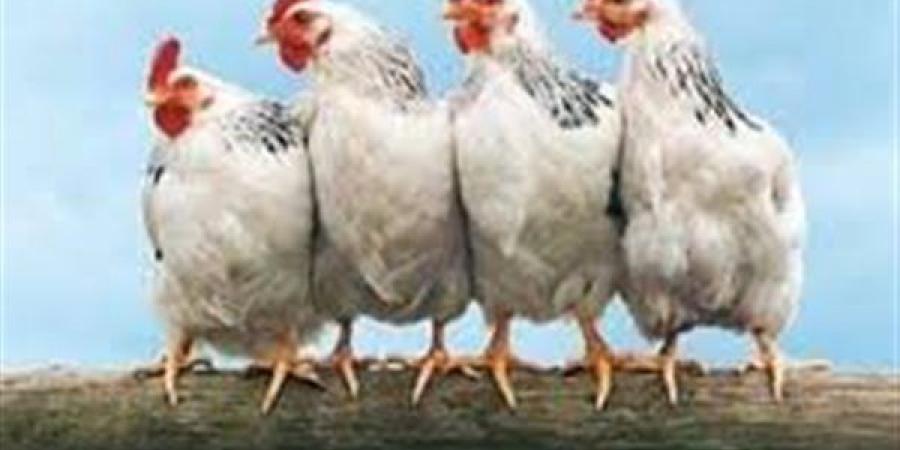 بورصة الدواجن الرئيسية اليوم.. أسعار الفراخ البيضاء الآن 14-5-2025 في الأسواق