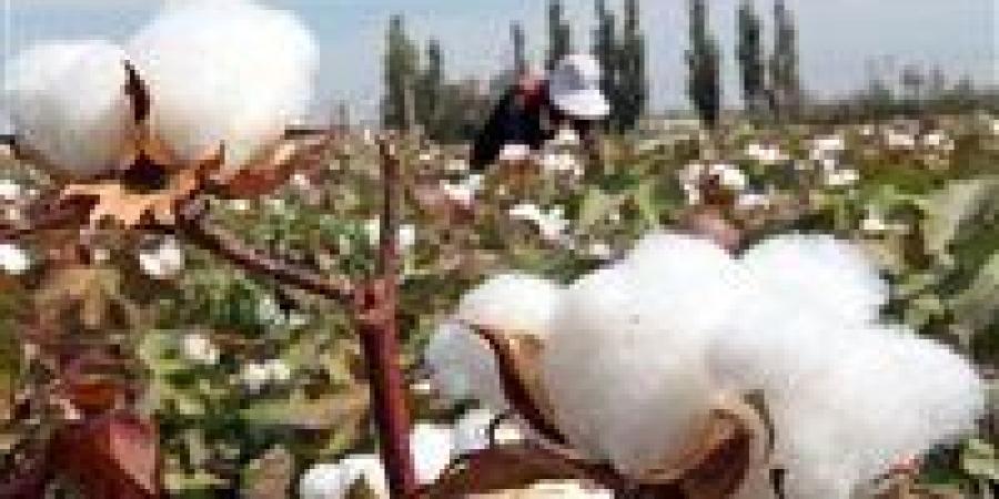 انخفاض صادرات القطن المصري بنسبة 27.7%.. والهند أكبر مستورد