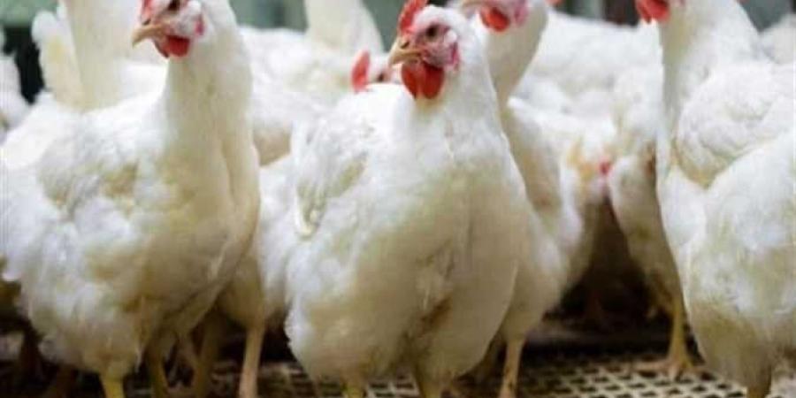 أسعار الفراخ والبيض اليوم الخميس.. كيلو البلدي بكام؟