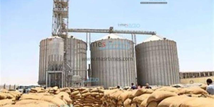 استلام 173 ألف طن قمح محلي بالصوامع والشون ببني سويف