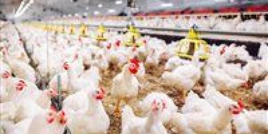 اتحاد منتجي الدواجن: نفوق 30% من الإنتاج وخسائر فادحة للمربين