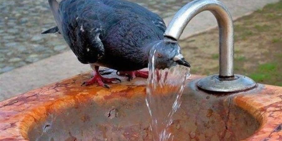 الأزهر: الإحسان للحيوانات والطيور في الأيام الحارة عليه أجر وثواب