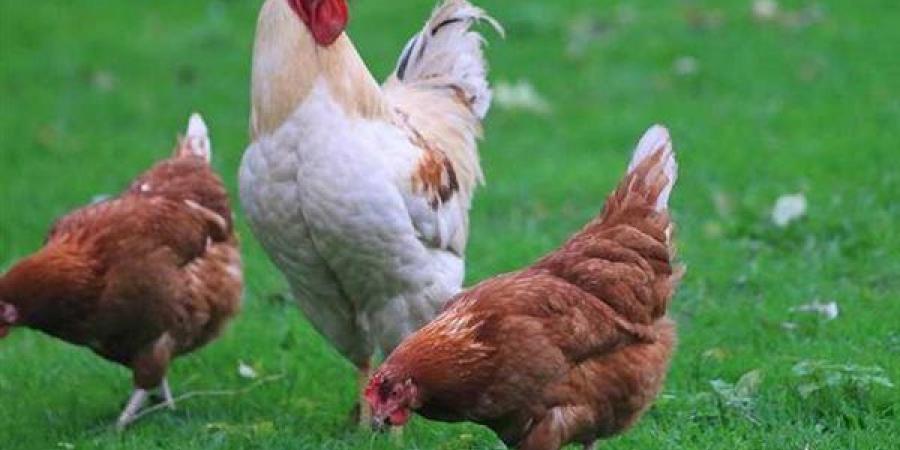بورصة الدواجن الرئيسية اليوم.. أسعار الفراخ البيضاء الآن 19-5-2025 في الأسواق