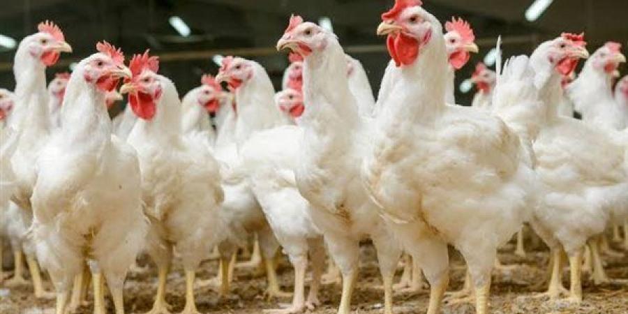 شعبة الدواجن: لا نقص في الأعلاف واللقاحات ...
