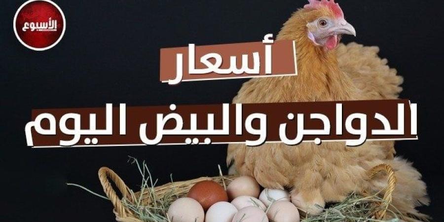 بكام في بورصة الدواجن؟.. أسعار الفراخ والبيض اليوم الإثنين 19 مايو 2025