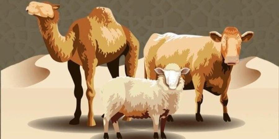 الأزهر للفتوى يكشف عن عيوب يجب الابتعاد عنها عند شراء الأضحية
