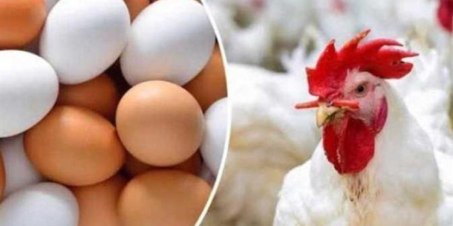 أسعار الفراخ والبيض اليوم الإثنين 19 مايو 2025
