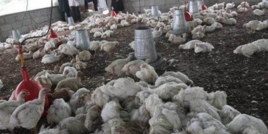 “الوزراء” يكشف حقيقة وجود متحورات وفيروسات وبائية منتشرة بين الدواجن