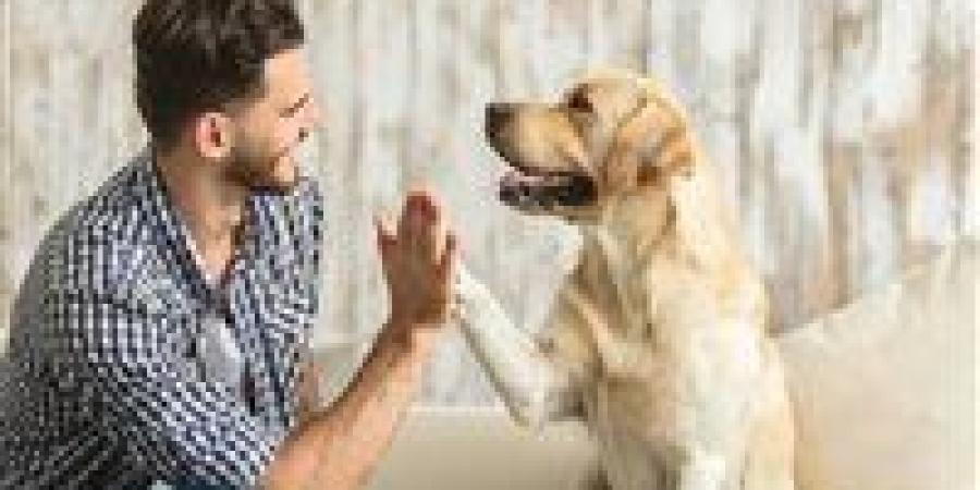 هل تمنع تربية الكلاب دخول الملائكة إلى البيت؟.. دار الإفتاء تجيب