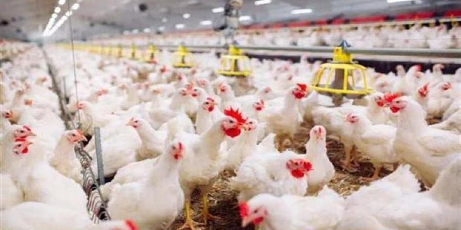 مجلس الوزراء: لا وجود لأي متحورات أو فيروسات وبائية بين الدواجن.. والتحصينات متوفرة دون عجز