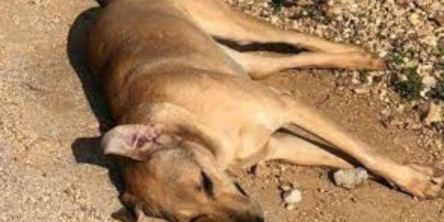 عقوبات رادعة للمتسببين في إنهاء حياة الحيوانات المستأنسة وفقًا للقانون المصري