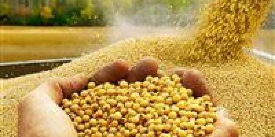 أسعار أعلاف الدواجن اليوم الثلاثاء 20 مايو 2025