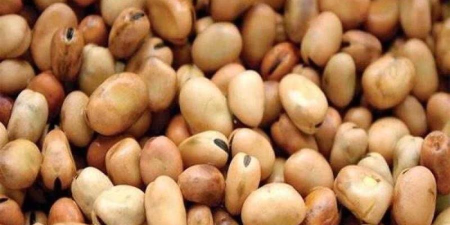 سعر الفول اليوم الثلاثاء عند التاجر.. العريض النهاردة بكام