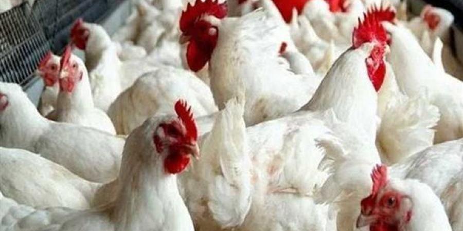 منتجي الدواجن ينفي شائعة تفشي أمراض وبائية
