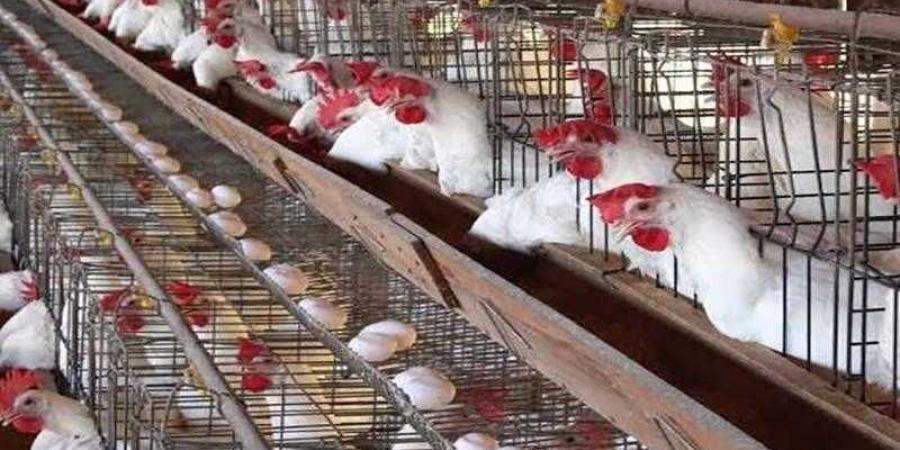أسعار الدواجن والبيض في الأسواق اليوم الثلاثاء