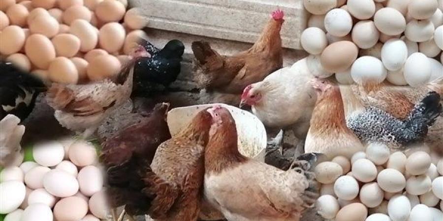 أسعار الدواجن والبيض اليوم الأربعاء.. ومفاجأة فى ثمن البانيه