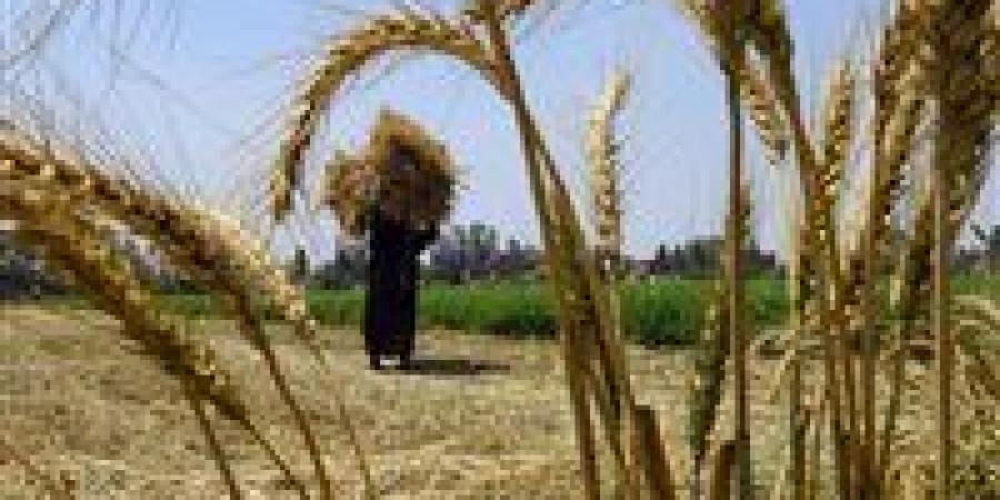 جهاز مستقبل مصر: نستهدف تحقيق الاكتفاء الذاتي من القمح بحلول 2027