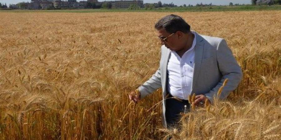 الدقهلية.. توريد 250 ألف طن قمح منذ بداية موسم الحصاد