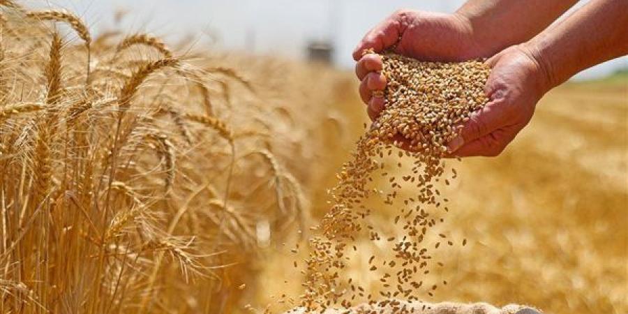 إيه حكاية الشركة الإماراتية اللي قلبة مصر اليومين دول