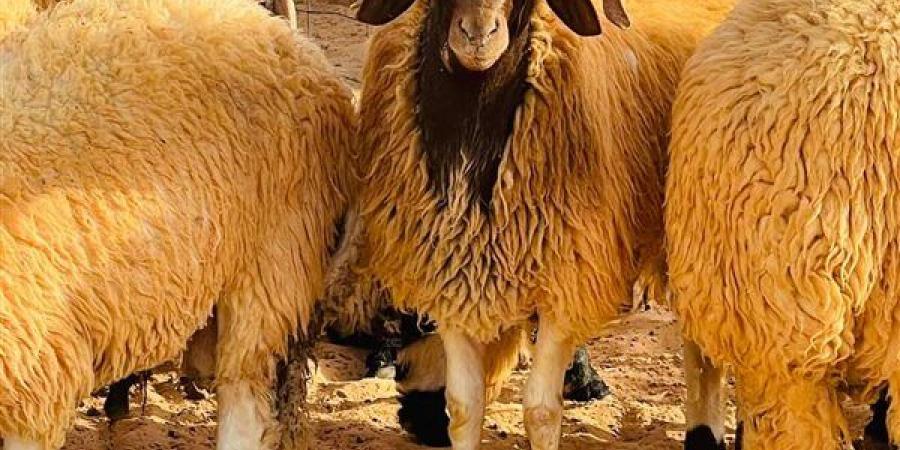 استعدادا لعيد الأضحى.. الزراعة تطرح 12 ألف رأس أضاحٍي وتوفر اللحوم بالمنافذ بأسعار مخفضة