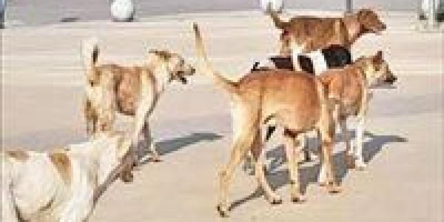 بعد صغير الشرقية.. الكلاب الضالة تحت قبة البرلمان في طلب إحاطة (تفاصيل)