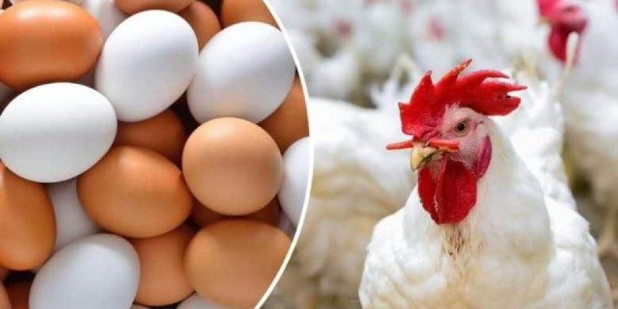 أكثر من 10 جنيهات.. انخفاض أسعار الدواجن في الأسواق