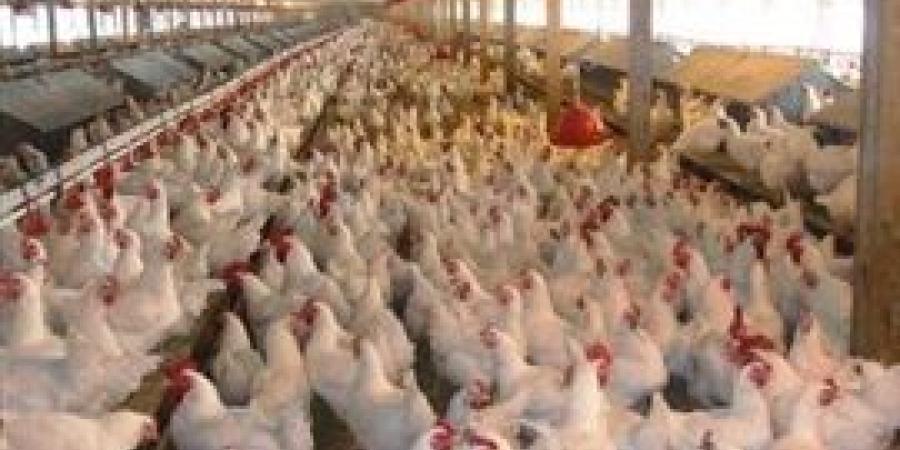الوضع تحت السيطرة والدواجن آمنة وسليمة