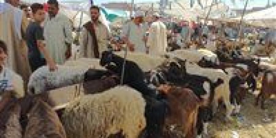 سوق الأضاحي.. استقرار نسبي في الأسعار يعكس مرونة السوق المحلي وقدرته على التكيف