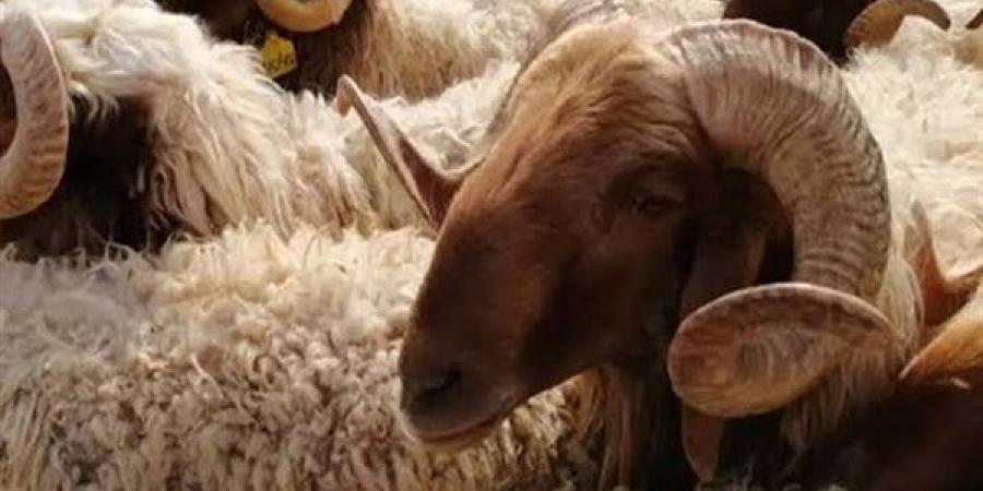 الزراعة تعلن خطتها لعيد الأضحى وترفع درجة الاستعداد القصوى