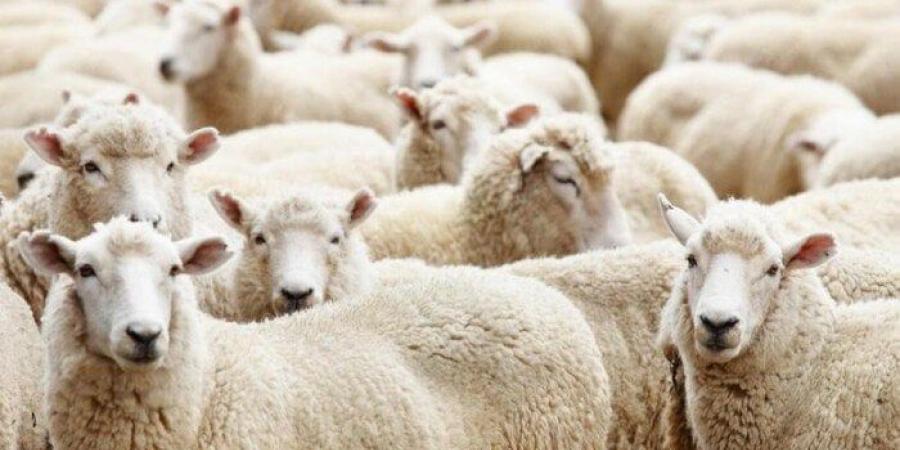 كيفية تقسيم الأضحية في العيد 2025.. اعرف التوزيع الصحيح حسب الشرع