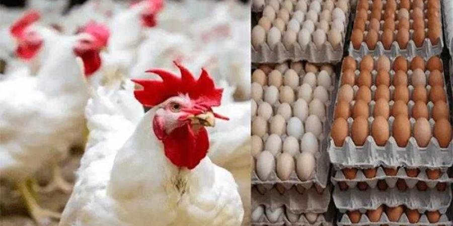 أسعار الدواجن والبيض في الأسواق اليوم الجمعة
