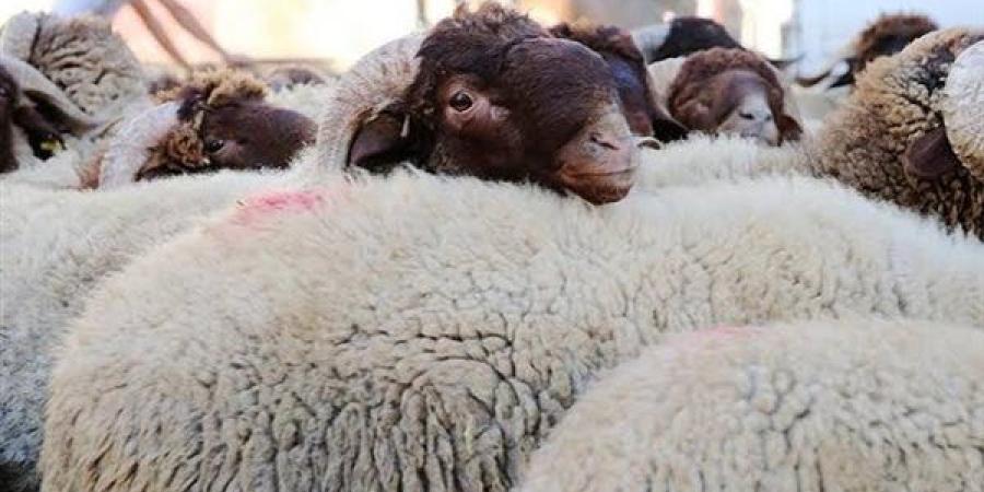 هل يجوز للمرأة المقتدرة الأضحية عن زوجها الغير قادر؟.. عضو بمركز الأزهر تجيب
