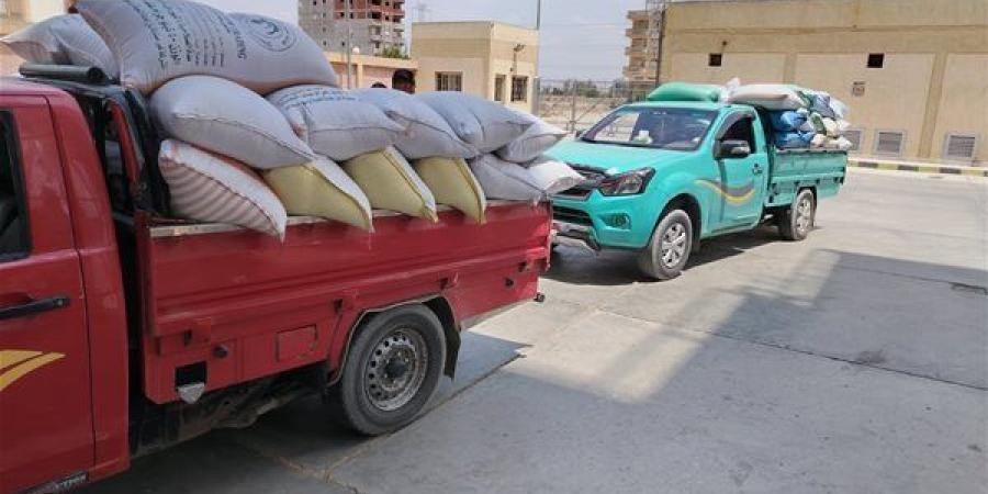 310 ألف طن قمح بصوامع وشون البحيرة منذ بدء الموسم