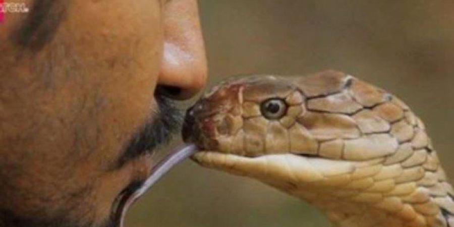 قصة مروعة.. محاولة تقبيل أفعى تتحول إلى كابوس مرعب (فيديو)
