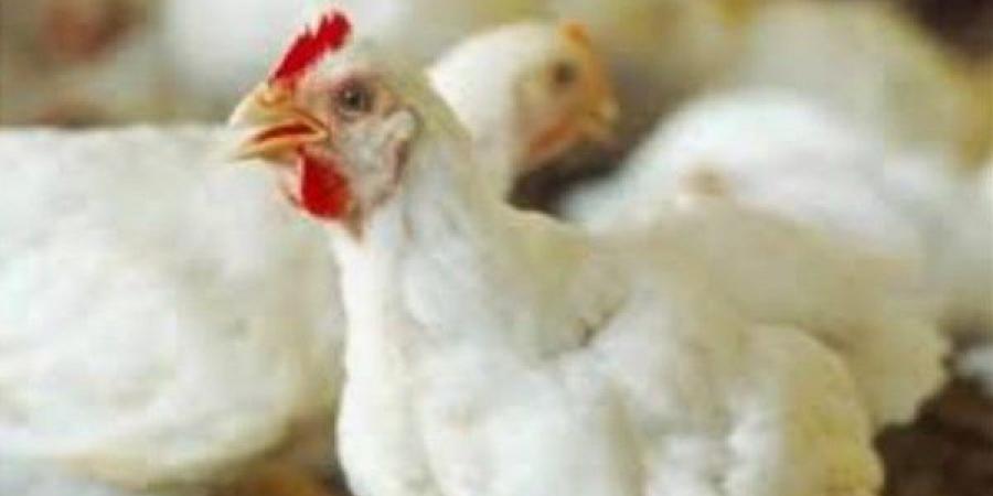 عناية شوشة......................أسعار الدواجن والبيض في الوادي الجديد اليوم الأحد