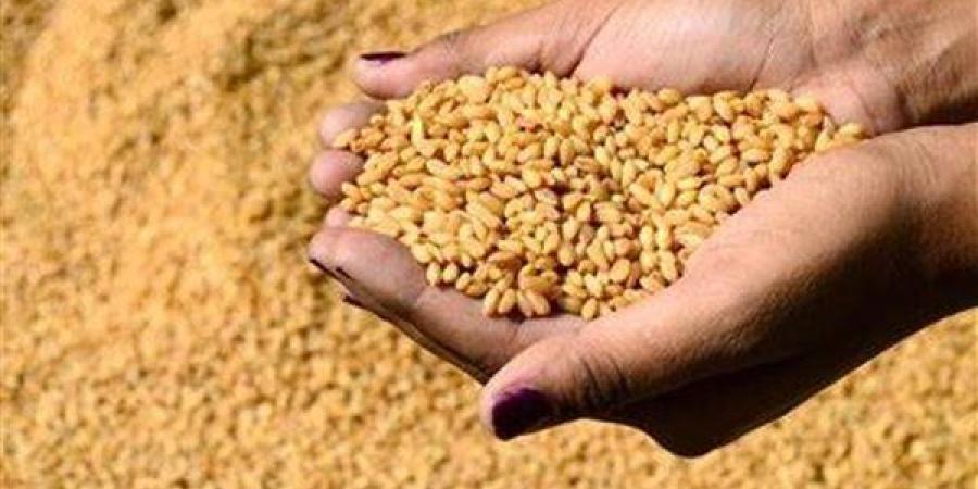 وزارة الزراعة: استيراد 4.9 مليون طن قمح و4.2 مليون طن من الذرة الصفراء